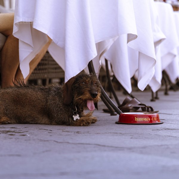 Posuda za hranu i vodu, S