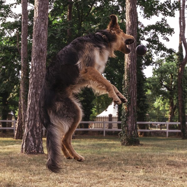 Lopta, L | Igračka za pse