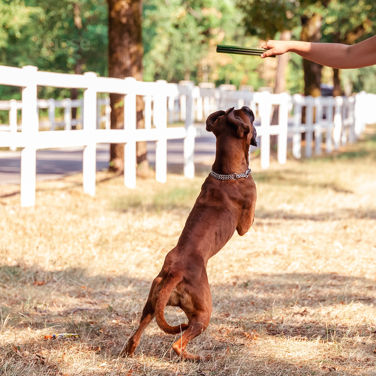Dental S, 20 kom. | Poslastice za dentalnu higijenu pasa