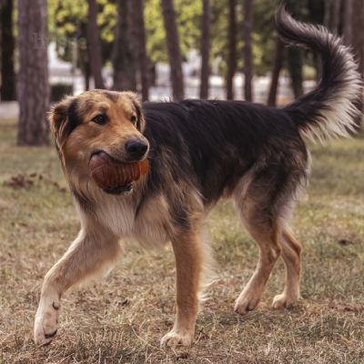 Syssla | Igračka za žvakanje za pse