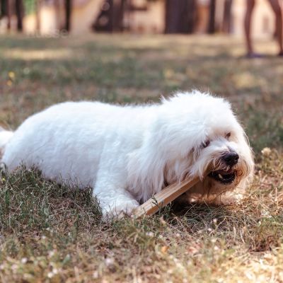 Dental S, 20 kom. | Poslastice za dentalnu higijenu pasa