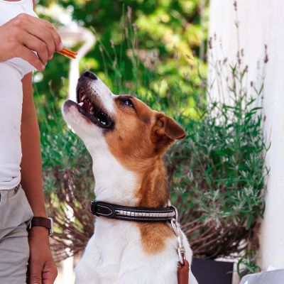 Kycklingfilé, 100 g | Poslastice bez žitarica za pse