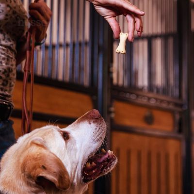 Kex L | Hrskave poslastice za pse