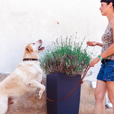 Kycklingfilé, 100 g | Poslastice bez žitarica za pse